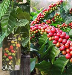 coffee arabica plant شجرة البن 0