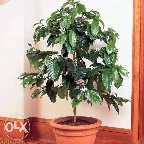 coffee arabica plant شجرة البن 1