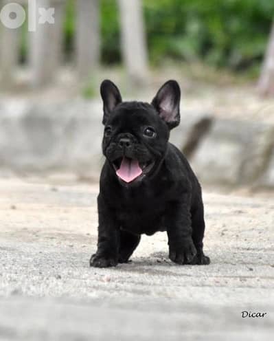 French Bulldog Puppies available