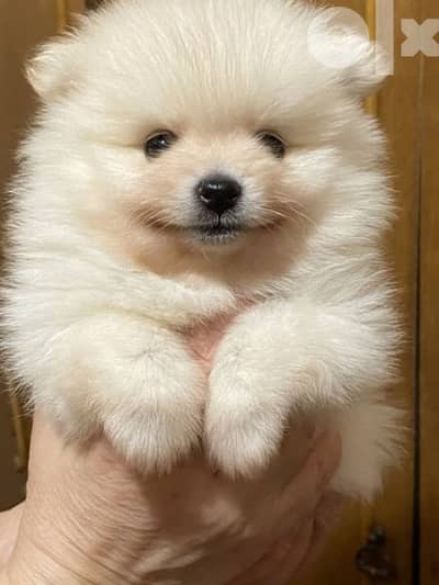 Pomeranian Spitz Puppies