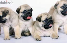 Pug Puppies Available كلب dog