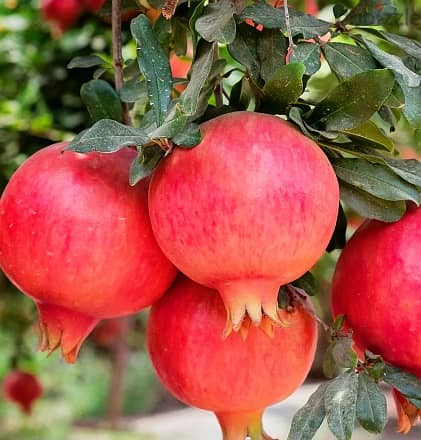 Italian pomegranate 1