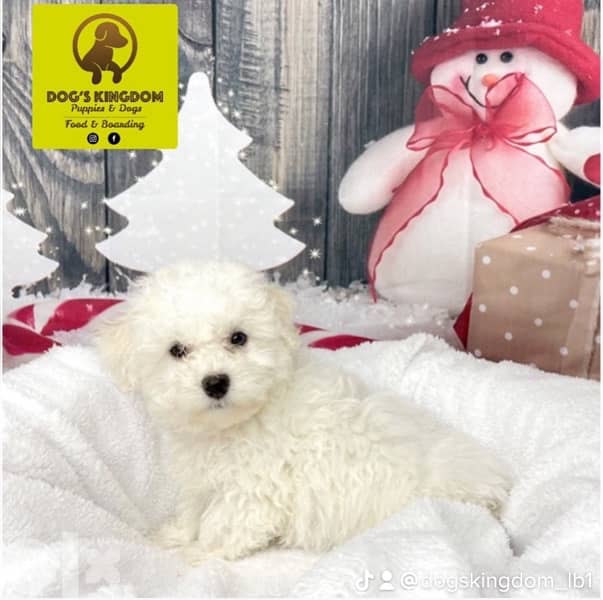 bichon puppies 0