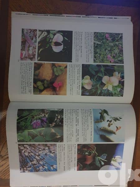 Illustrated Flora of Lebanon 2007 edition 1