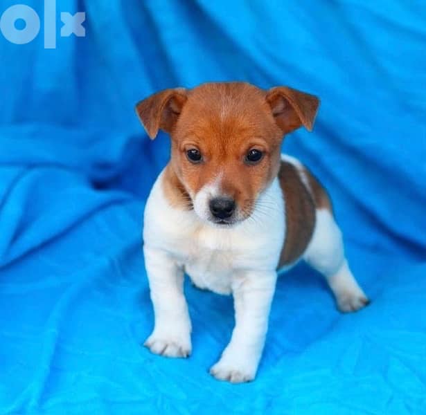 Jack Russell mini legs delivery available 0