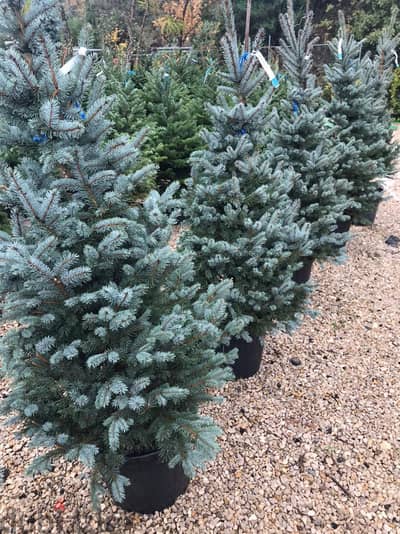 Blue Abies Nordmanniana