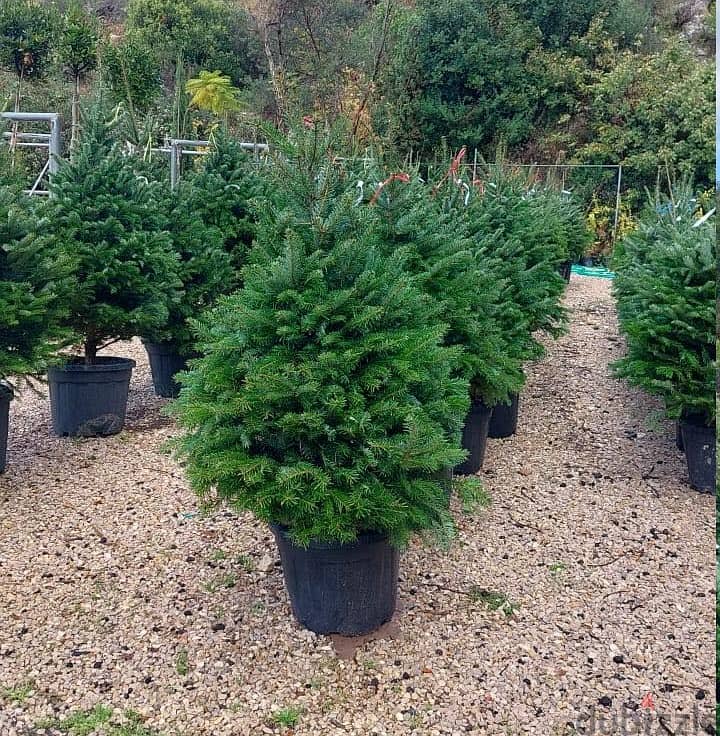 Green ABies Nordmanniana 0