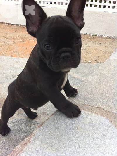 French Bulldog Black Brindle