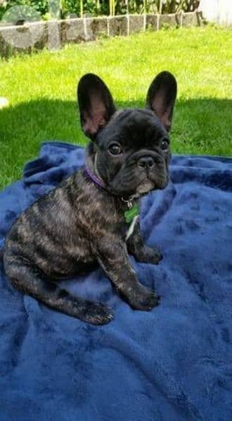 Brindle French Bulldog 0