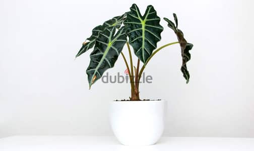 Alocasia polly