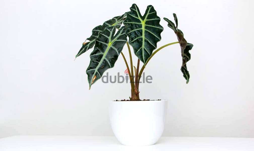 Alocasia polly 0