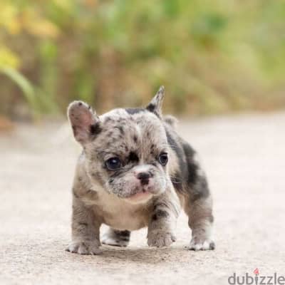 French Bulldog Merle