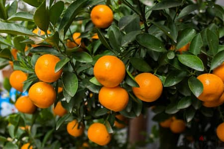 Italian Mandarine trees