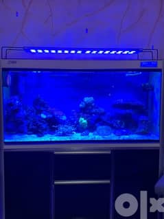 reef aquarium 0