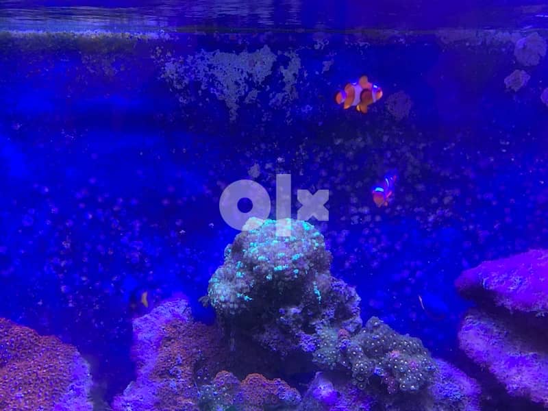 reef aquarium 12