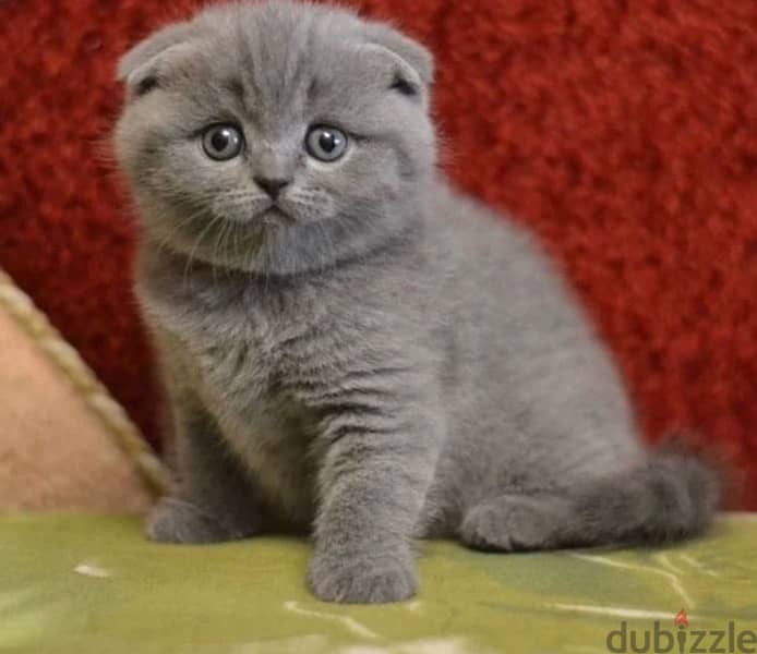 Scottish Fold 1