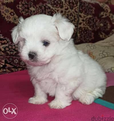 maltese bichon