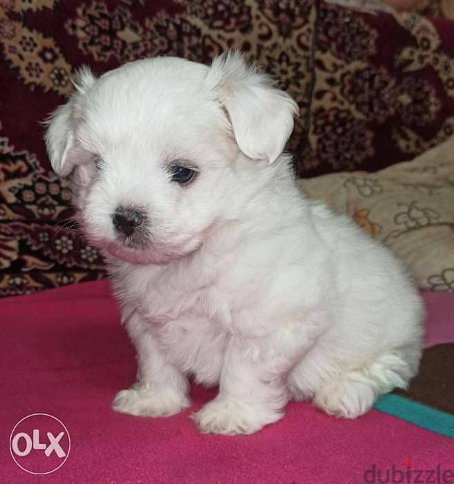 maltese bichon 0