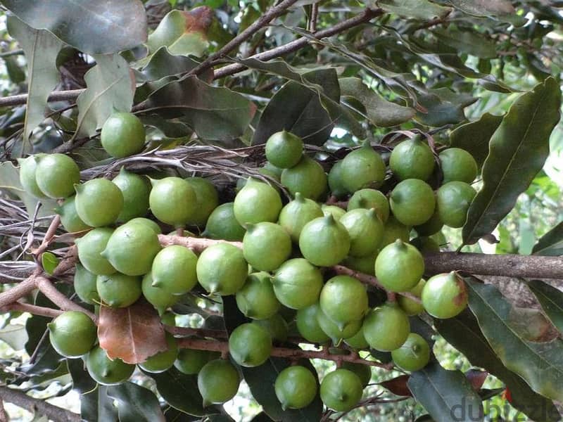 Spanish Macadamia trees 1