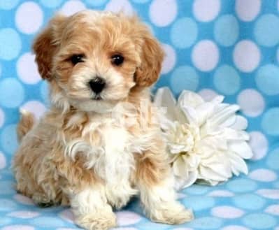 Maltipoo Brown white imported