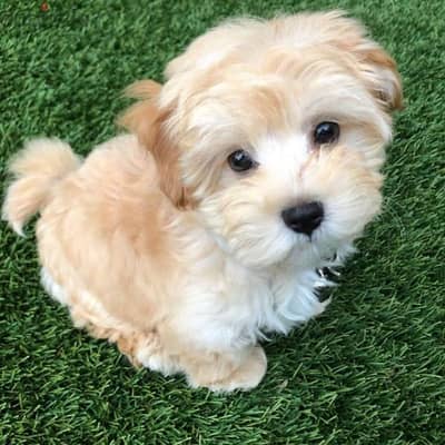 Maltipoo