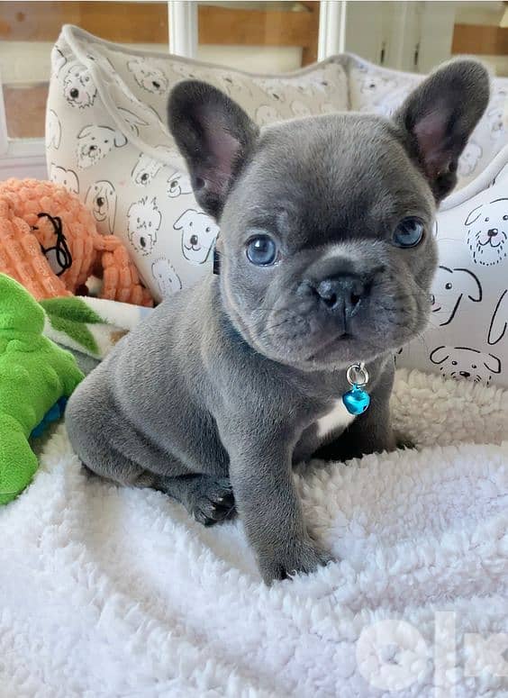 French Bulldog Puppies Blue- 0