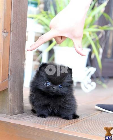 Pomeranian Black Puppies - Available dog كلاب