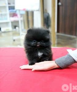 Pomeranian Black Puppies كلاب dog