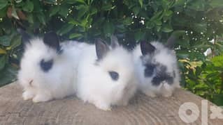 pure lion head rabbits