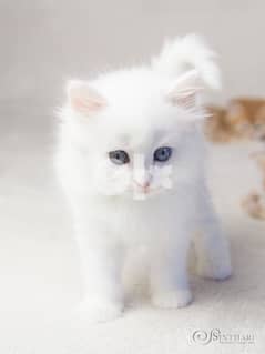 Persian White kitten delivery too
