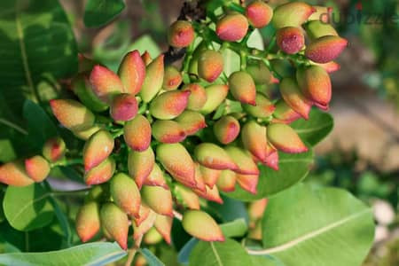 شجر الفستق الحلبي؛ إنتاج إسباني؛ Spanish Pistacia trees