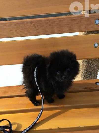 Pomeranian Teacup Puppies Black dog كلاب