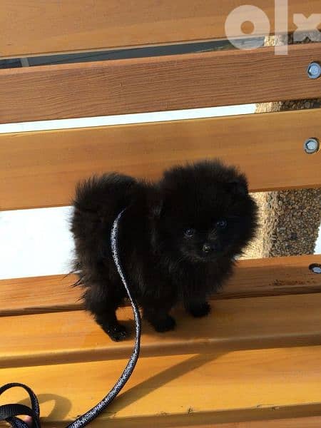 Pomeranian Teacup Puppies Black dog كلاب 0