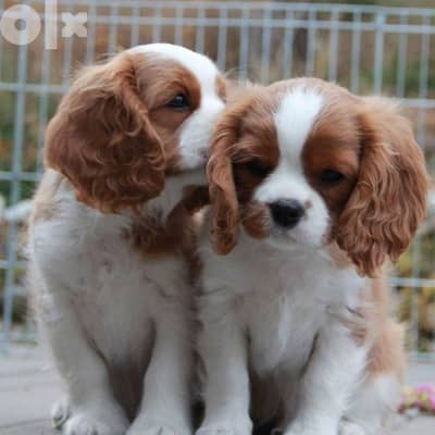 Cavalier king charles dog كلاب