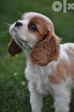 Cavalier