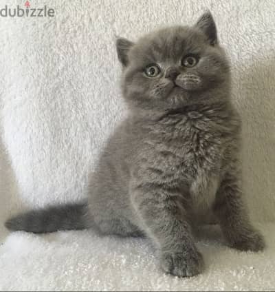 British Shorthair - Kitten Cat قطط - Available