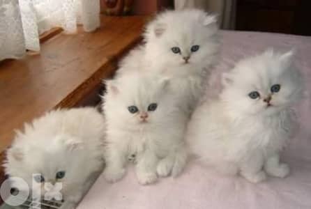 Persian Blue Eyes cat available قطط