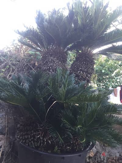 cycas 1,8 m نخيل سيكاس مميزة ٤ رؤوس ١،٨ م