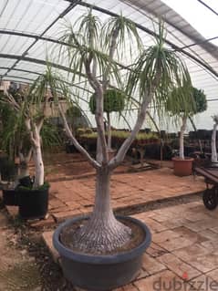 beaucarnea plant شجرة بوكارنيا مميزة طول ٢،٥ متر