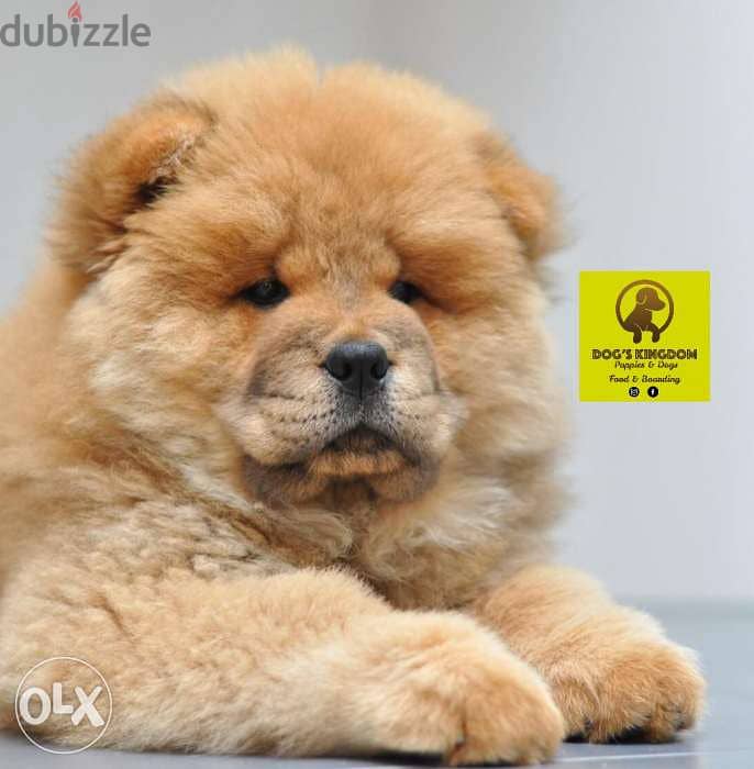 Chowchow puppies 0
