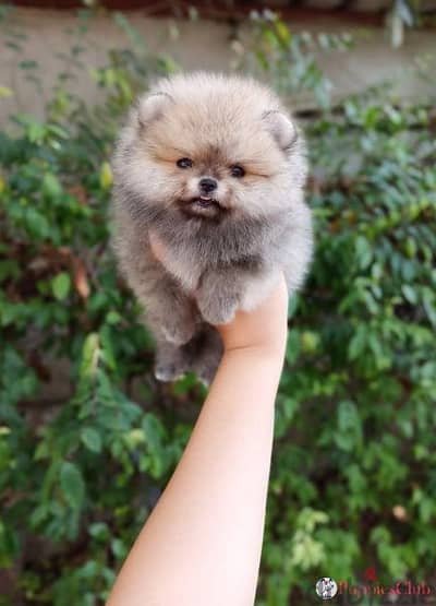 Pomeranian