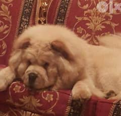 chowchow puppies available