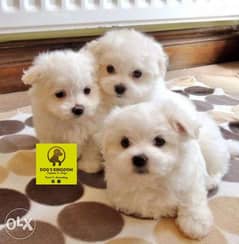 Bichon Maltese