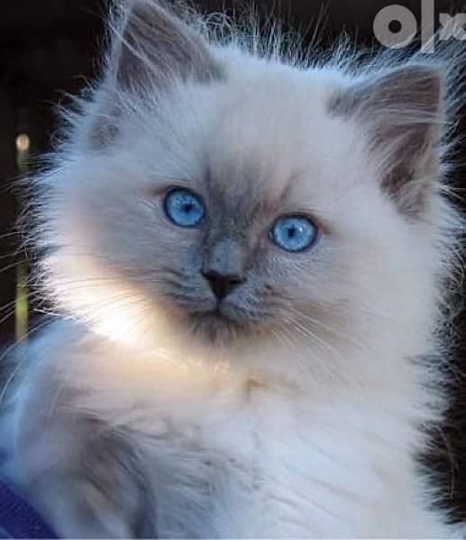 Himalayan Kitten Blue Eyes قطط Cat 0