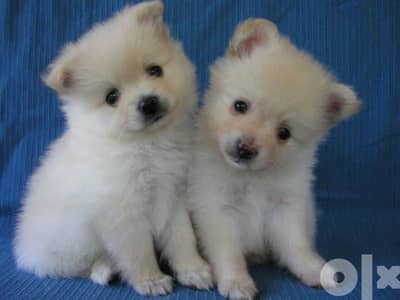 Loulou Spitz Puppy كلاب