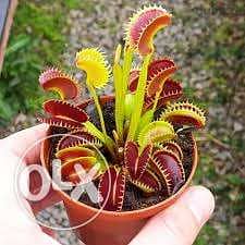 Venus carnivorous plant - نبات آكلة الحشرات 0