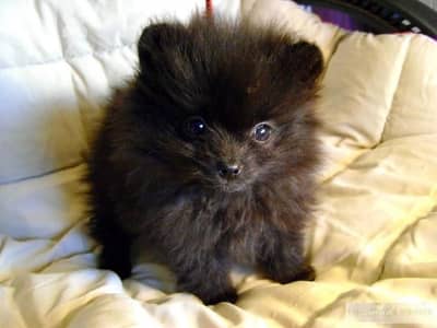 loulou spitz black TINY