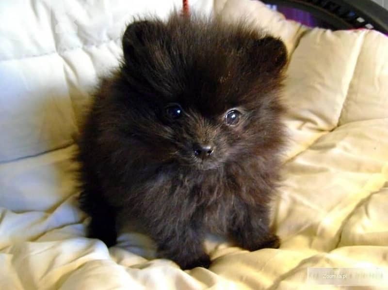 loulou spitz black TINY 0