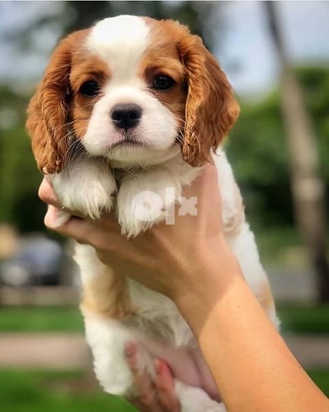 Cavalier Brown and white cutie 0