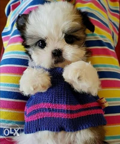 Baby Shih Tzu puppy / dog كلاب